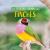 Finches Finches