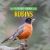 Robins Robins