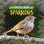 Sparrows Sparrows