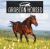 Arabian Horses