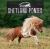 Shetland Ponies