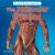 The Muscular System