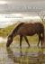 The Wild Horse Dilemma : Understanding the Controversial Herds of the Atlantic Coast