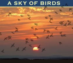 A Sky of Birds