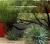 Desert Gardens of Steve Martino