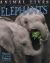 Animal Lives: Elephants Animal Lives: Elephants