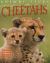 Animal Lives: Cheetahs Animal Lives: Cheetahs