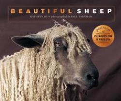 Beautiful Sheep : Portraits of Champion Breeds