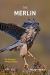 The Merlin : The Ecology of a Magical Raptor