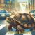 The Adventures of Toby the Turtle