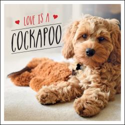 Love Is a Cockapoo : A Dog-Tastic Celebration of the World's Cutest Breed
