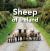 Sheep of Ireland