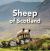 Sheep of Scotland