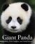 Giant Panda
