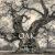 Oak : From Seed to Ancient Tree