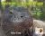 Mysteries of the Komodo Dragon : The Biggest, Deadliest Lizard Gives up Its Secrets