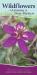 Wildflowers of Arizona and New Mexico