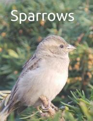 Sparrows : Senior Reader Study Bible Reading in Extra-Large Print for Memory Care with Colorful Photos, Reminiscence Questions, and Coloring Activities