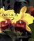Orchids