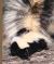 Skunks