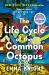 The Life Cycle of the Common Octopus: a Read with Jenna Pick : A Novel