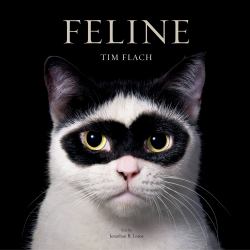 Feline : Photographs