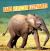 Baby African Elephants