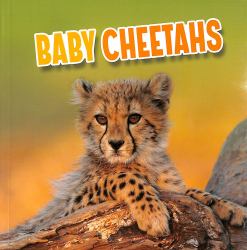 Baby Cheetahs