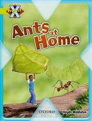 Ants at Home