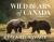Wild Bears of Canada : Photographs and Stories