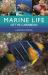 Marine Life of the Caribbean