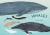 Whales : An Illustrated Celebration
