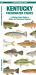 Kentucky Freshwater Fishes : A Folding Pocket Guide to Native and Introduced Species