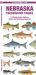 Nebraska Freshwater Fishes : A Folding Pocket Guide to Native and Introduced Species