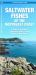 Saltwater Fishes of the Northeast Coast : A Guide to Species in Nearshore Waters from Maine to New Jersey