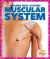 Muscular System Muscular System