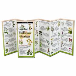 Common Wildflowers of the Southeast