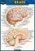 Anatomy of the Brain (Pocket-Sized Edition - 4x6 Inches)