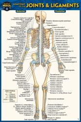 Anatomy of the Joints and Ligaments (Pocket-Sized Edition - 4x6 Inches)