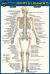Anatomy of the Joints and Ligaments (Pocket-Sized Edition - 4x6 Inches)