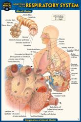 Anatomy of the Respiratory System (Pocket-Sized Edition - 4x6 Inches)