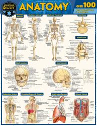 Anatomy Quizzer : A QuickStudy Laminated Reference Guide