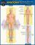Anatomy - Directions, Planes, Movements and Regions : A QuickStudy Laminated Reference Guide