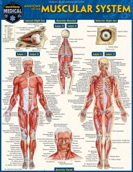 Anatomy of the Muscular System : A QuickStudy Laminated Reference Guide