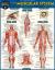 Anatomy of the Muscular System : A QuickStudy Laminated Reference Guide