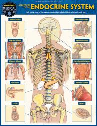 Anatomy of the Endocrine System : A QuickStudy Laminated Reference Guide