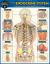 Anatomy of the Endocrine System : A QuickStudy Laminated Reference Guide