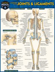 Anatomy of Joints and Ligaments : A QuickStudy Laminated Reference Guide