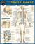 Anatomy of Joints and Ligaments : A QuickStudy Laminated Reference Guide