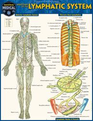 Anatomy of the Lymphatic System : A QuickStudy Laminated Reference Guide